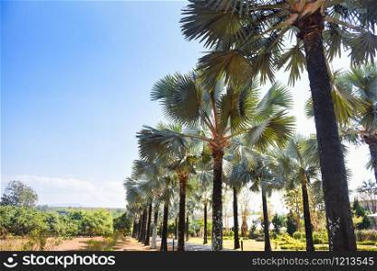 Walkway with palm tree in the tropical summer / road and palm decorate garden and green leaf