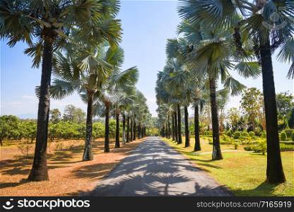 Walkway with palm tree in the tropical summer / road and palm decorate garden and green leaf