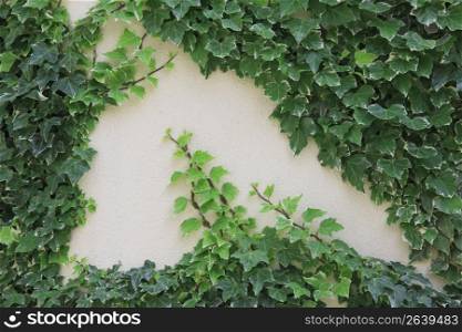 Wall and ivy