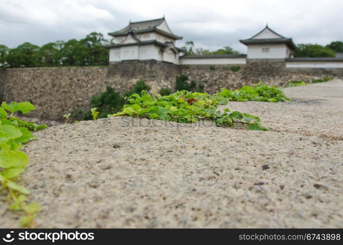 Wall around Osaka castle. Detail of climbing vine plants on the the fortification wall around Osaka castle