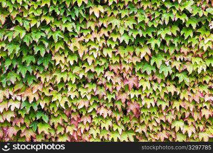 Wall covered in green and red ivy; horizontal frame