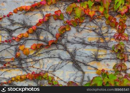 wall covered with beautiful colored ivy