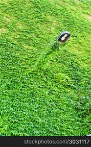 wall covered with green ivy leaves. wall with a streetr lamp covered with green ivy leaves