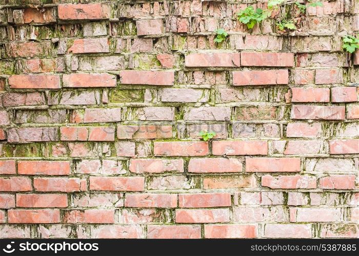 Wall covered with lichen. Background of brick wall texture