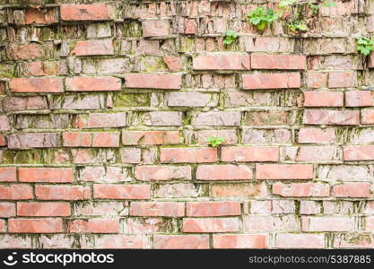 Wall covered with lichen. Background of brick wall texture