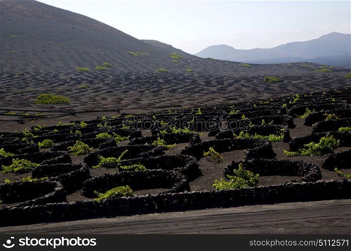 wall grapes cultivation viticulture winery lanzarote spain la geria vine screw crops