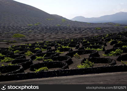 wall grapes cultivation viticulture winery lanzarote spain la geria vine screw crops