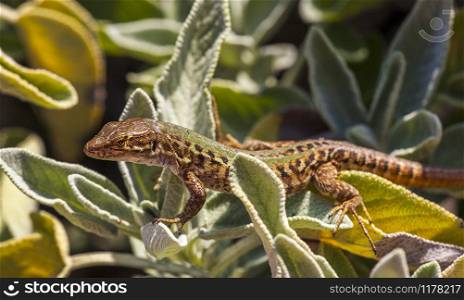 Wall lizard Podarcis muralis basks in a sage bush in Italy