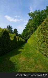 Wall maze of a green bush in Burgundy, France.