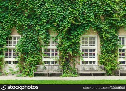 Wall of a house with window covered with green ivy leaves.