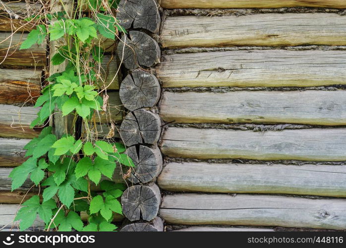 Wall of an old log wooden house twined with green hop leaves