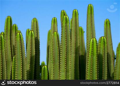 Wall of cactuses over a blue sky