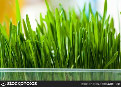 wall of fresh grass indoors