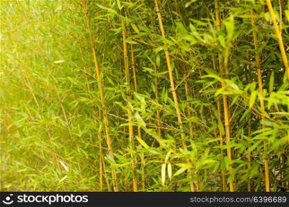 Wall of green bamboo stems as a relaxing and peaceful background. Green bamboo stems