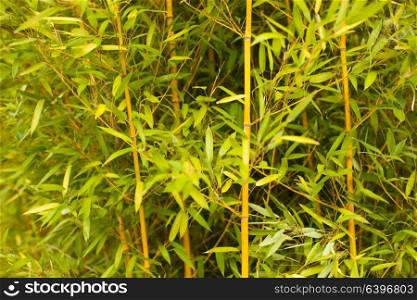 Wall of green bamboo stems as a relaxing and peaceful background. Green bamboo stems