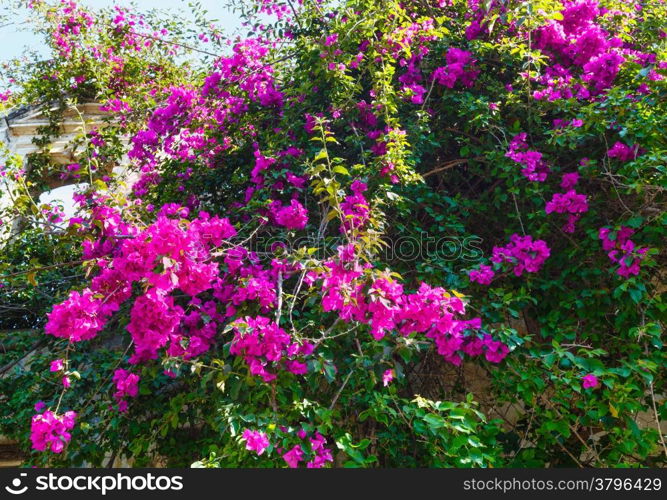 Wall of old house and flowering tree.