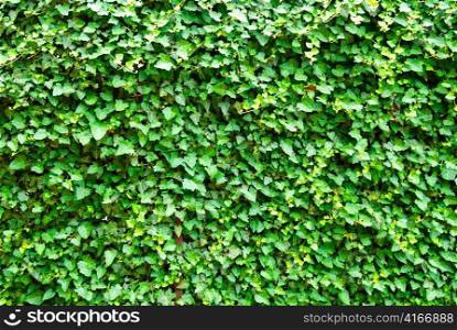 Wall of the leaves. Ivy (Hedera helix)