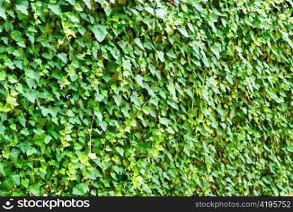 Wall of the leaves. Ivy (Hedera helix)