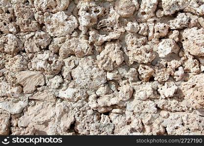 wall of weird fossilized seashells and corals - background