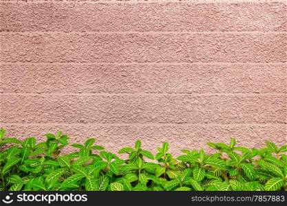 wall texture and green leaf background