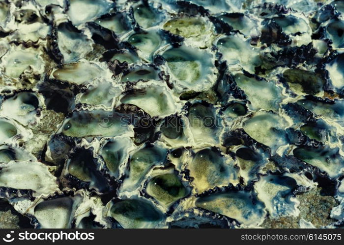 Wall texture with oyster shells closeup