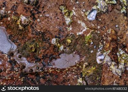 Wall texture with oyster shells closeup