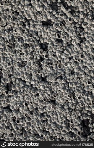 Wall texture with oyster shells closeup