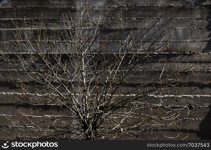 Wall with a part of a tree as a background