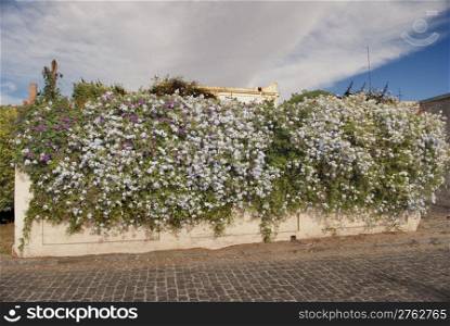 wall with flowers