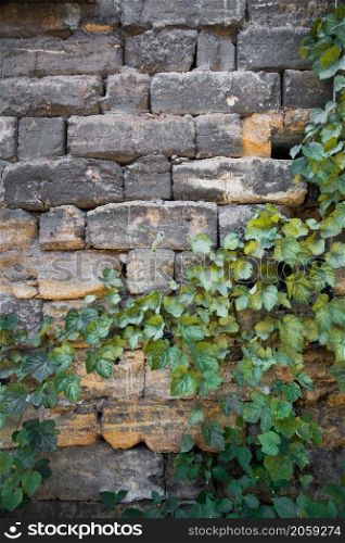 wall with leaves of grape. wall with leaves