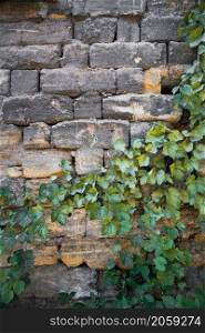 wall with leaves of grape. wall with leaves