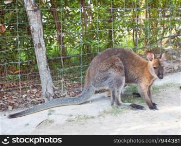 wallaby, small kangaroo