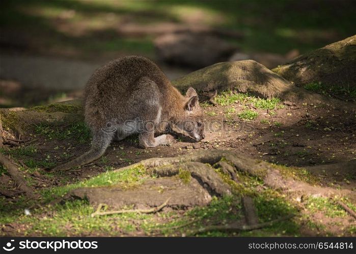 Wallaby wildlife Diprotodontia Macropoidae in sunlgiht in woodla. Forest Wallaby wildlife Diprotodontia Macropoidae in sunlgiht in woodland with yound joey in pouch