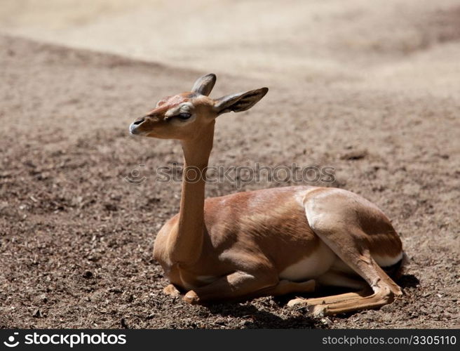 Waller&rsquo;s gazelle or Gerenuk laying on the sandy ground