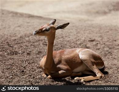 Waller&rsquo;s gazelle or Gerenuk laying on the sandy ground