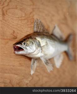 walleye with open mouth