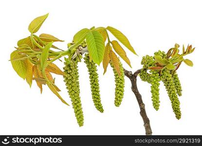 Walnut branch with young leaflets on the white background