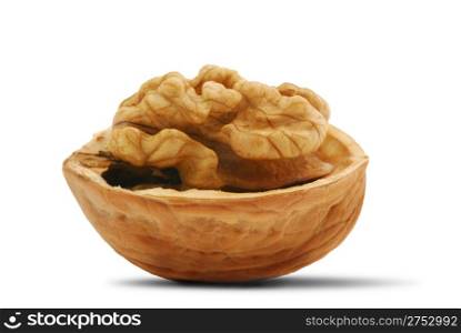Walnut. It is isolated on the white background, the ripened fruit of a nut tree