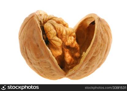 Walnut. It is isolated on the white background, the ripened fruit of a nut tree
