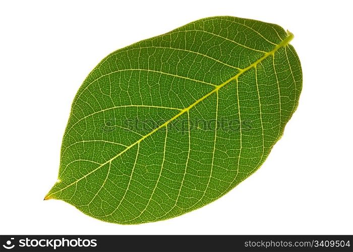 walnut leaf isolated on white