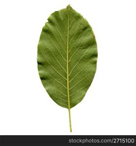 Walnut leaf. Walnut tree leaf - isolated over white background - back side