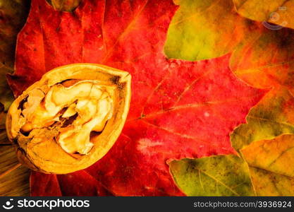 Walnut on colorful autumn leaves. Autumnal background