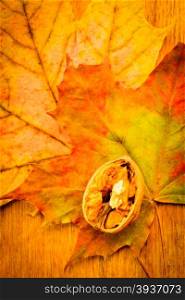Walnut on colorful autumn leaves. Autumnal background