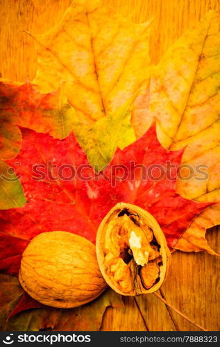 Walnut on colorful autumn leaves. Autumnal background