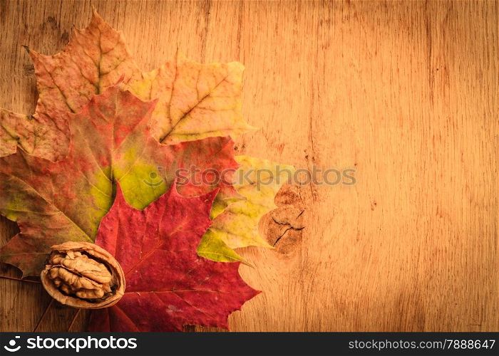 Walnut on colorful autumn leaves. Autumnal background
