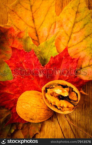 Walnut on colorful autumn leaves. Autumnal background