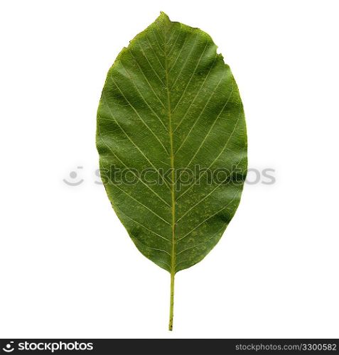 Walnut tree leaf - isolated over white background - front side