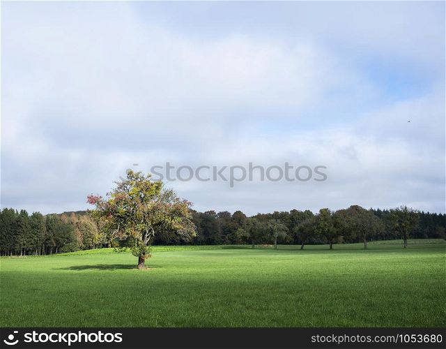 walnut tree with colorful leaves in sunny field with autumnal forest in the background