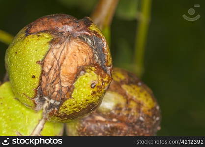 walnut. walnut on tree