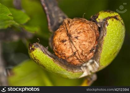 walnut. walnut on tree
